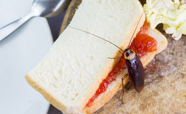 Could This Warehouse Of Cockroaches Help End Climate Change?