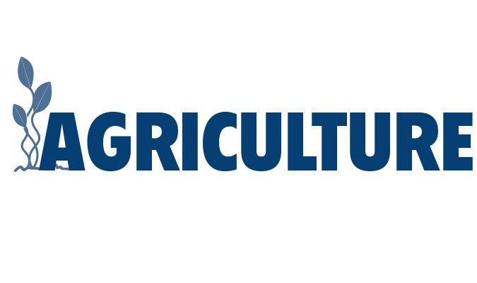 Cattle inventory down 3 percent from last year | Agriculture