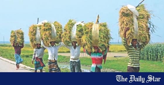 Paddy Procurement System: ‘Moisture’ factor denies farmers