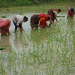 Paddy Scam in Chhattisgarh: Harvest of Tears
