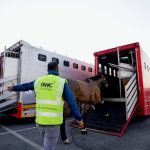 GWC diversifies into leading global equestrian logistics partner