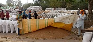 Wheat procurement: Light rain exposes 'ill-preparedness' at mandis