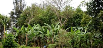 Rushil plants 120 million agroforestry trees in rural Karnataka and Andhra Pradesh
