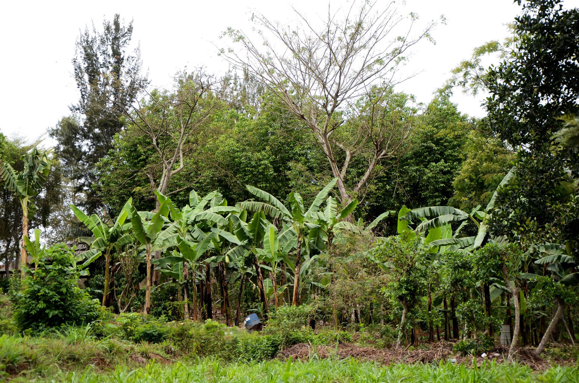 Rushil plants 120 million agroforestry trees in rural Karnataka and Andhra Pradesh